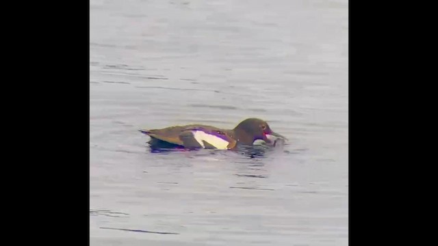 Pigeon Guillemot - ML646828602