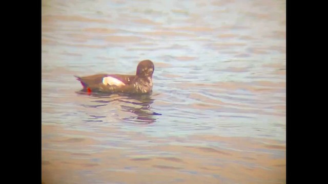 Pigeon Guillemot - ML646828603