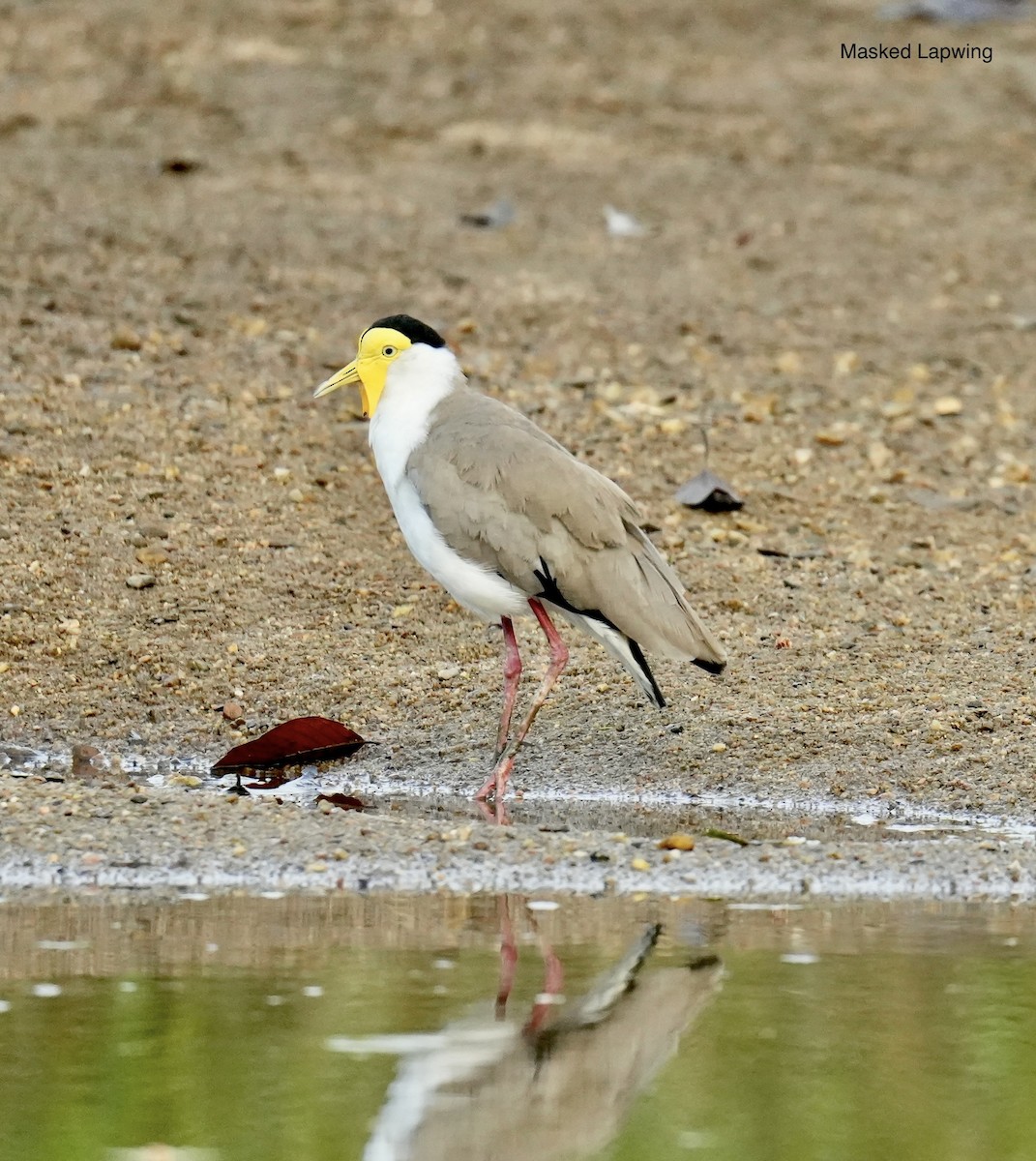 Avefría Militar - ML646828604