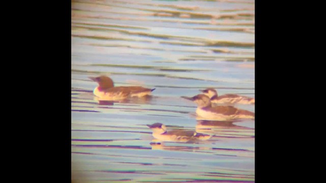 Common Murre - ML646828606