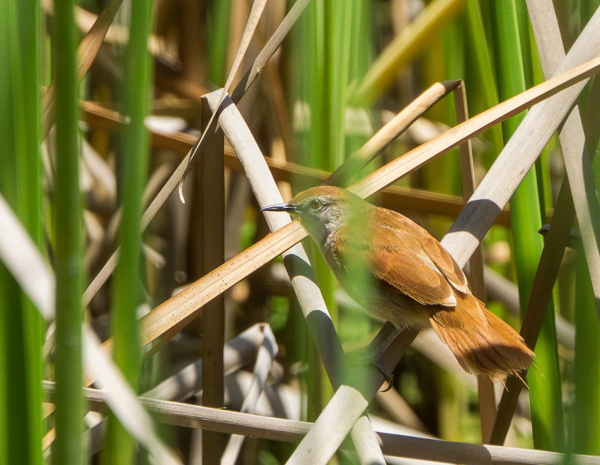Yellow-chinned Spinetail - ML646828607