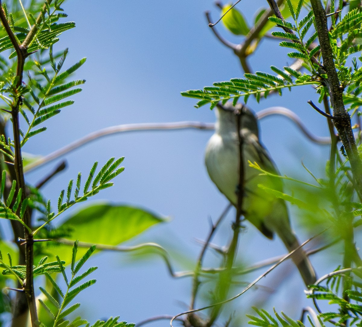 Plain Tyrannulet - ML646828613