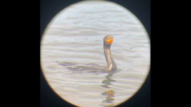 Double-crested Cormorant - ML646828614
