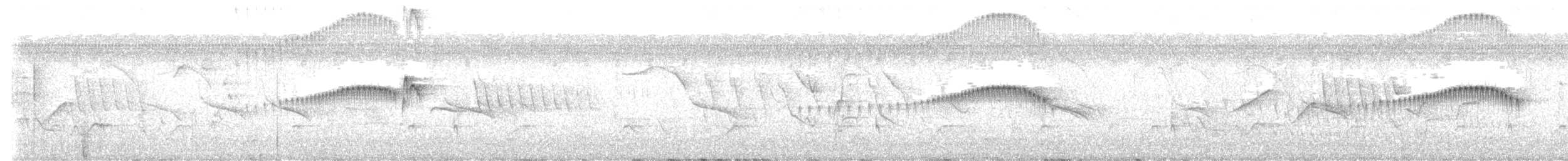 Plain Tyrannulet - ML646828615