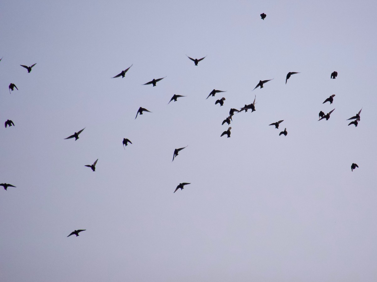 Icteridae sp. - ML646828616