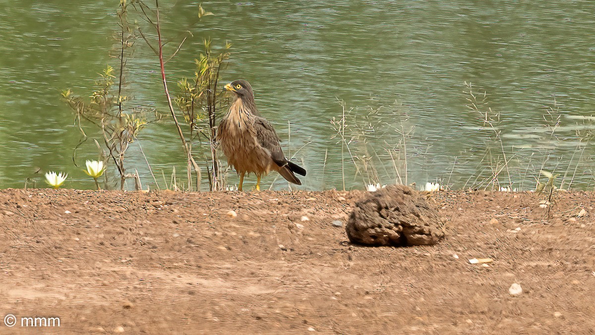 gresshoppevåk - ML646828619