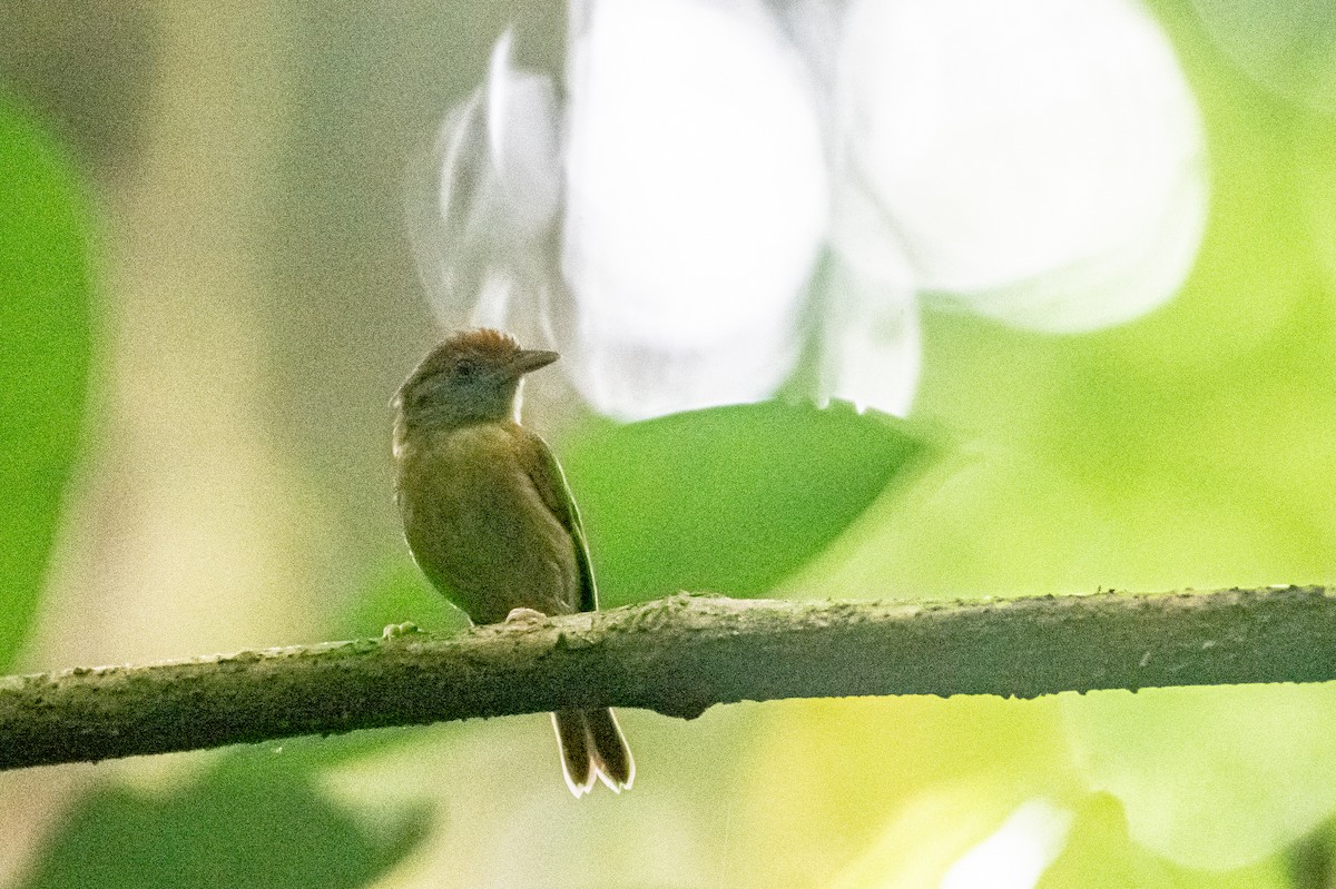 Viréon à calotte rousse - ML646828620