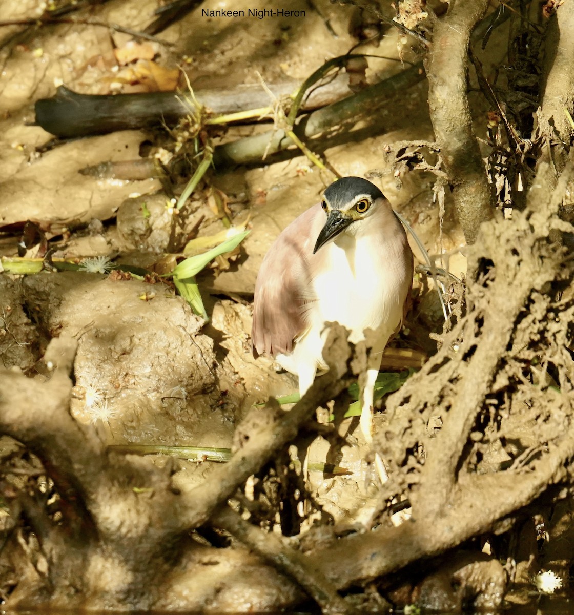 Martinete Canelo - ML646828623