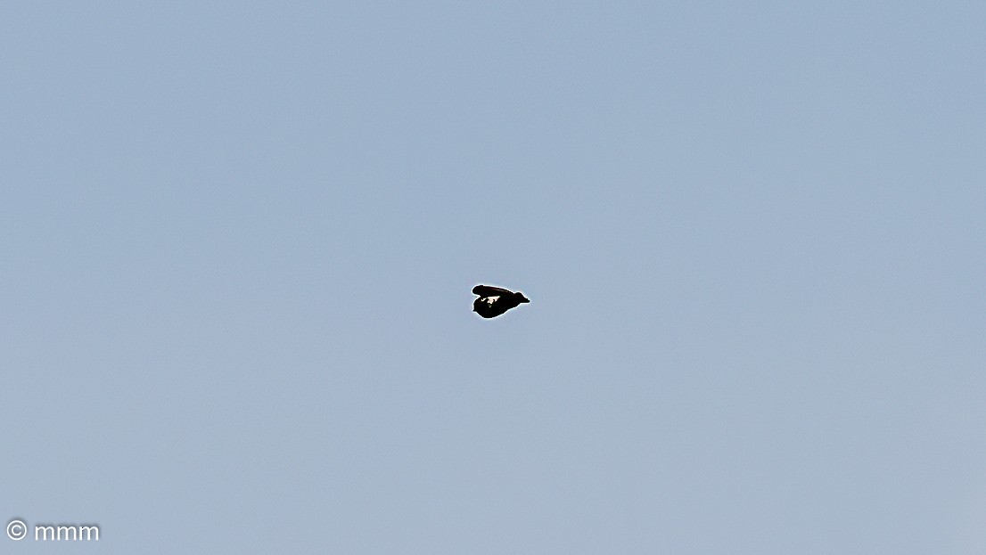 Quailfinch - ML646828625