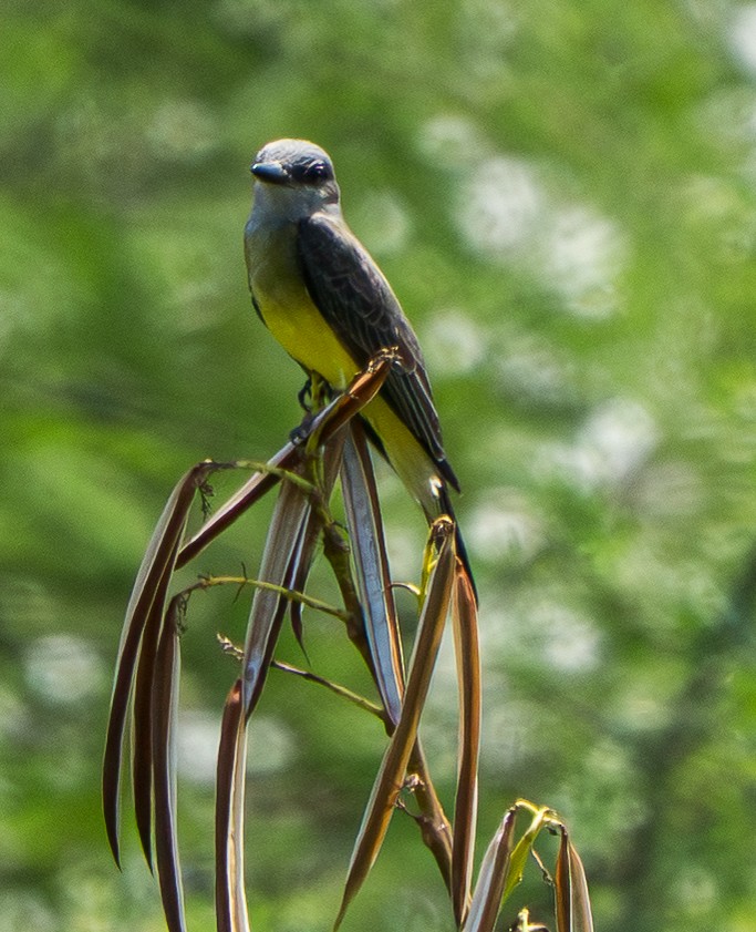 Tropical Kingbird - ML646828626