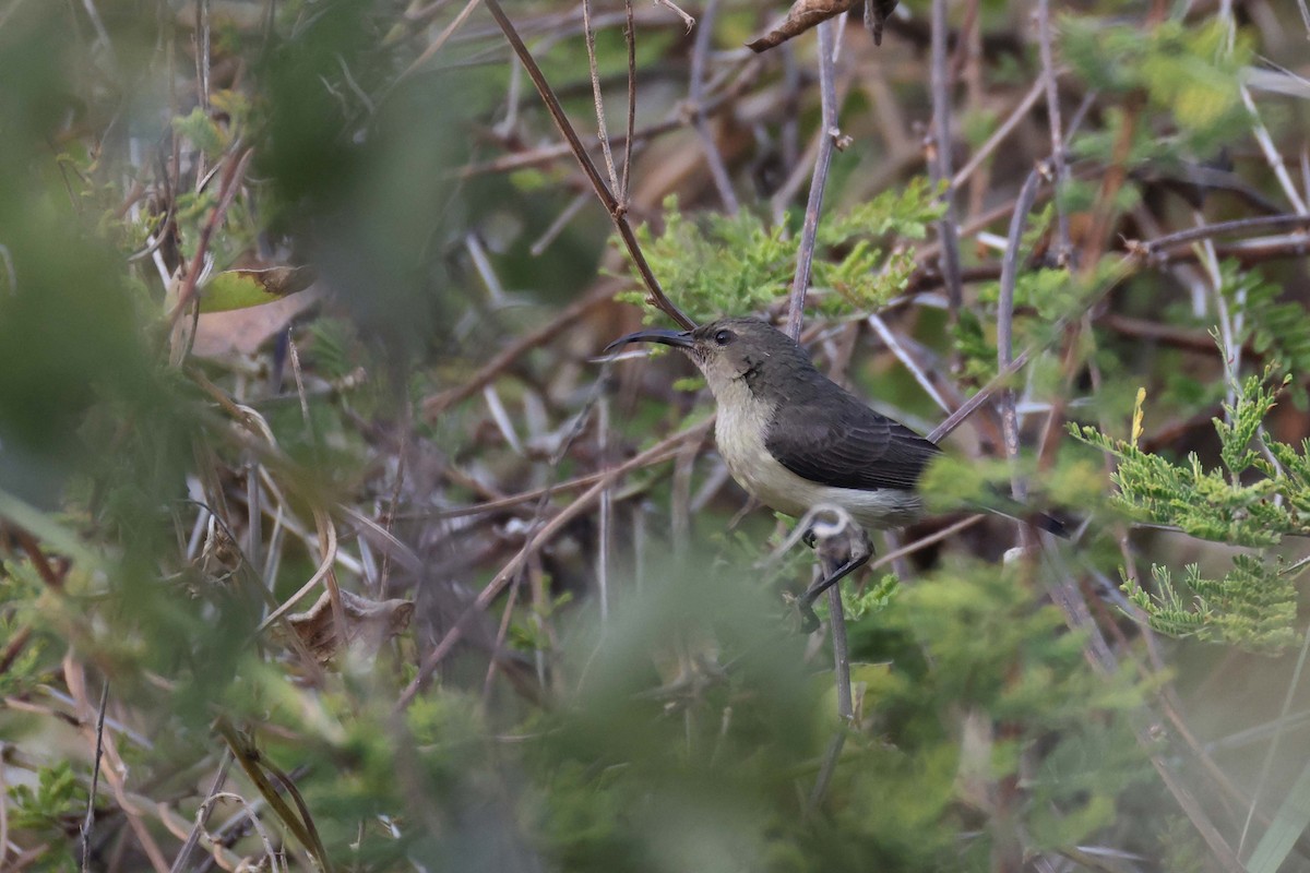 アメシストタイヨウチョウ - ML646828627