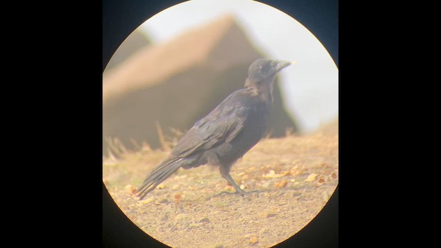 American Crow - ML646828628