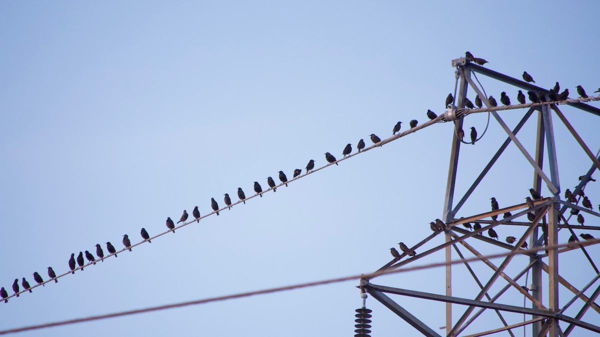 Красноплечий трупиал - ML646828629