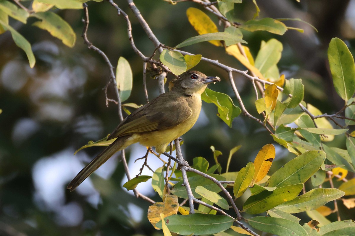 キバラアオヒヨドリ - ML646828630