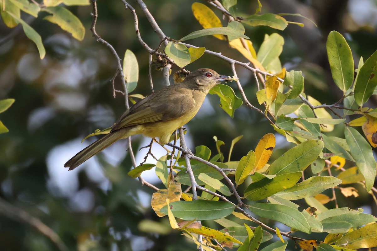 キバラアオヒヨドリ - ML646828631