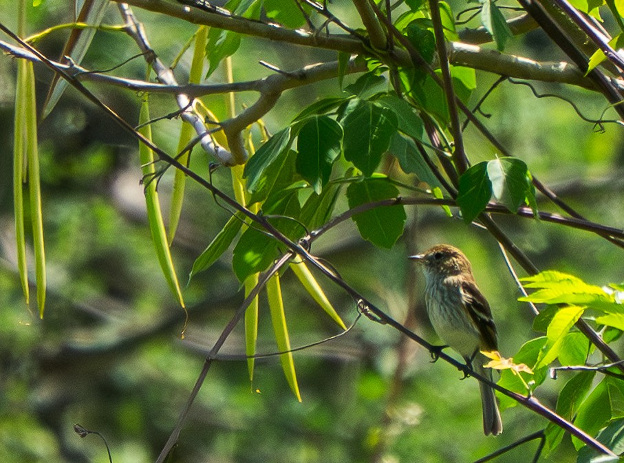 Bran-colored Flycatcher - ML646828632