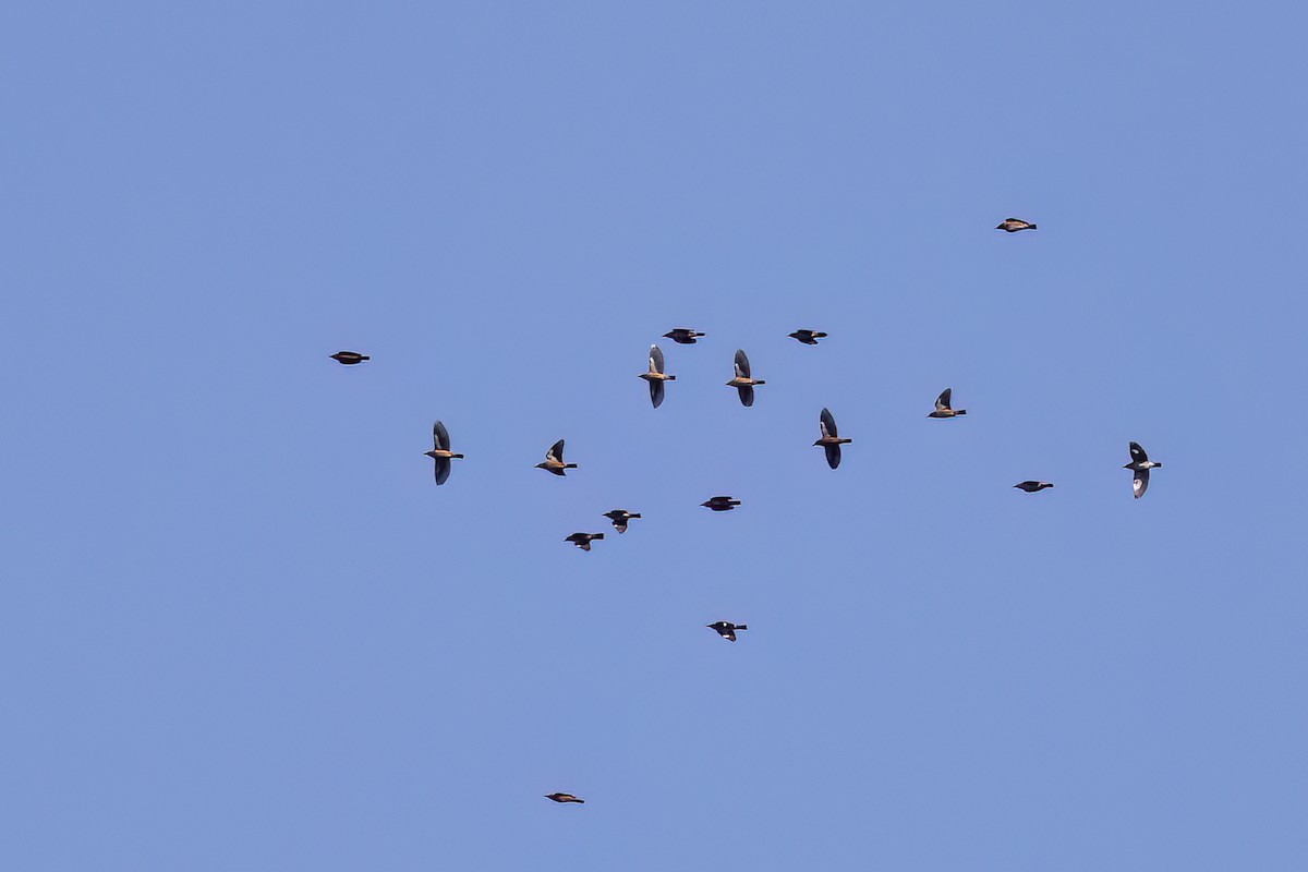 ハマダラムクドリ - ML646828633