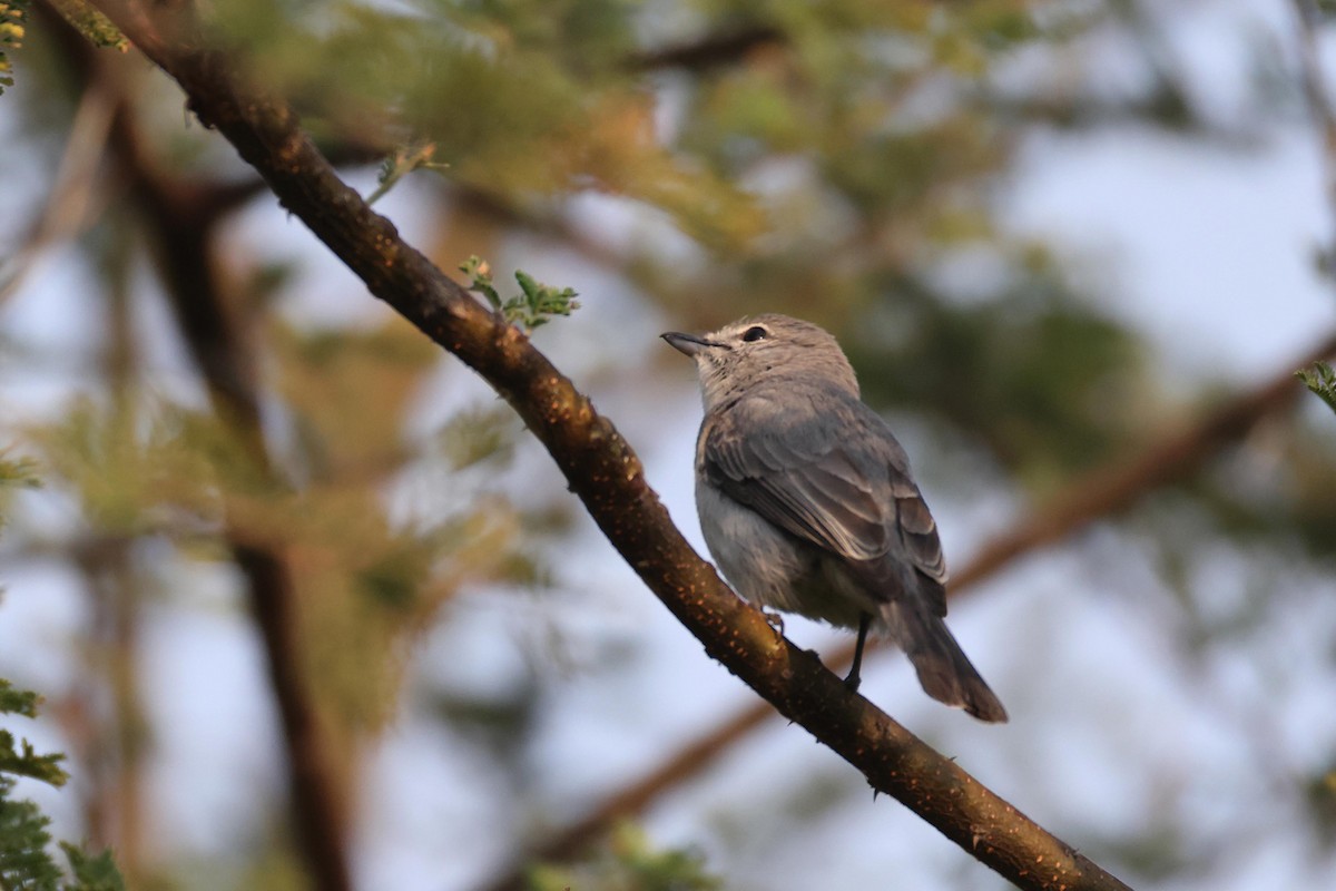 ウスハイイロヒタキ - ML646828634