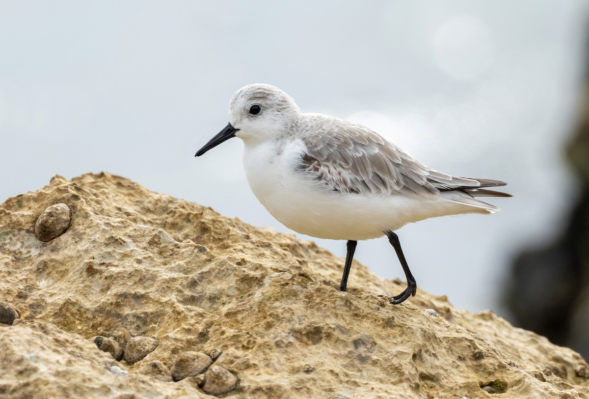 Sanderling - ML646828637