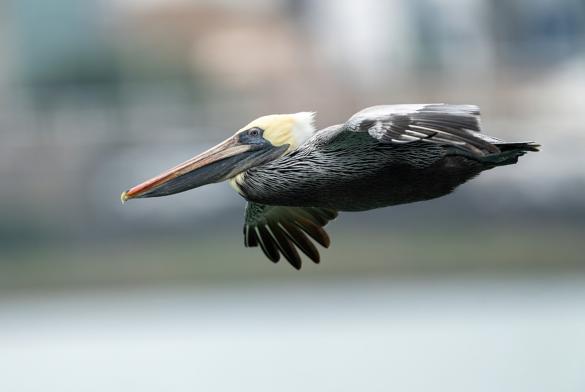 カッショクペリカン - ML646828638