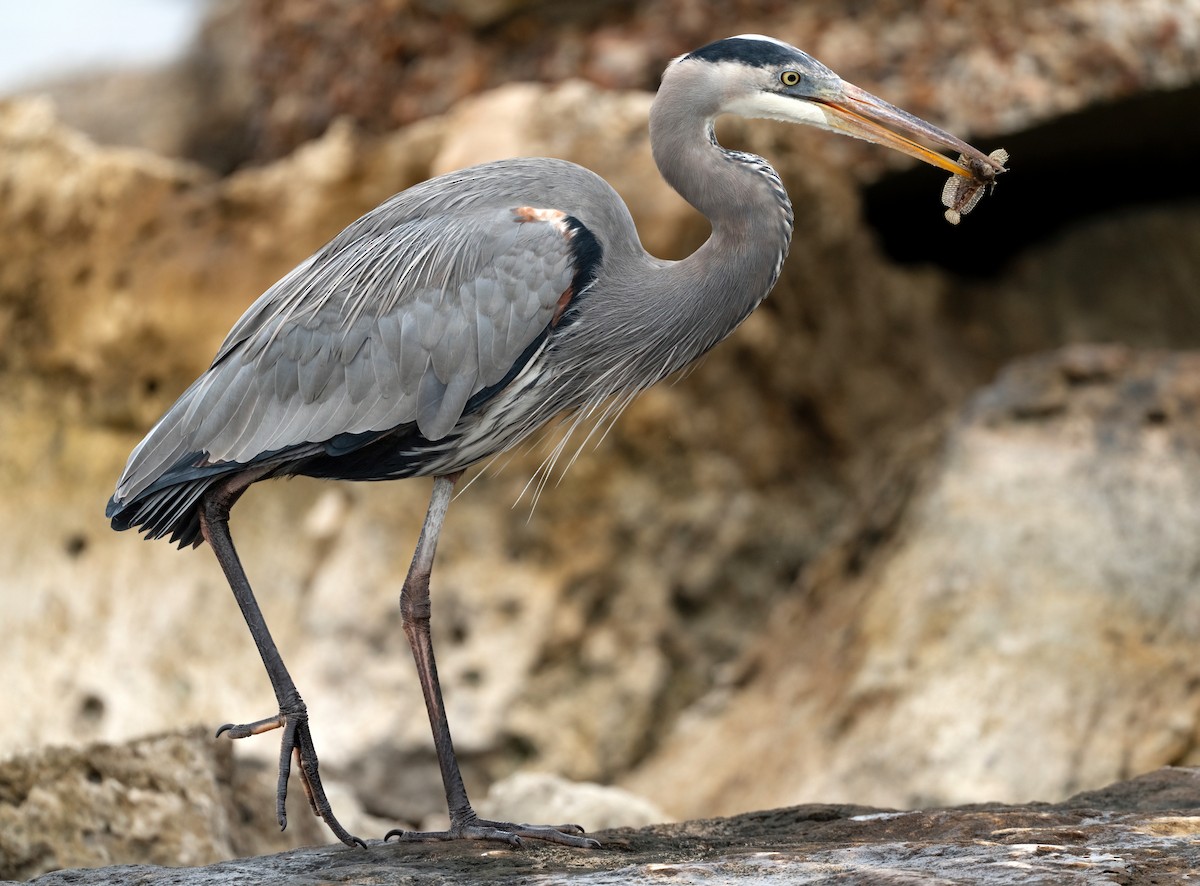 オオアオサギ - ML646828641