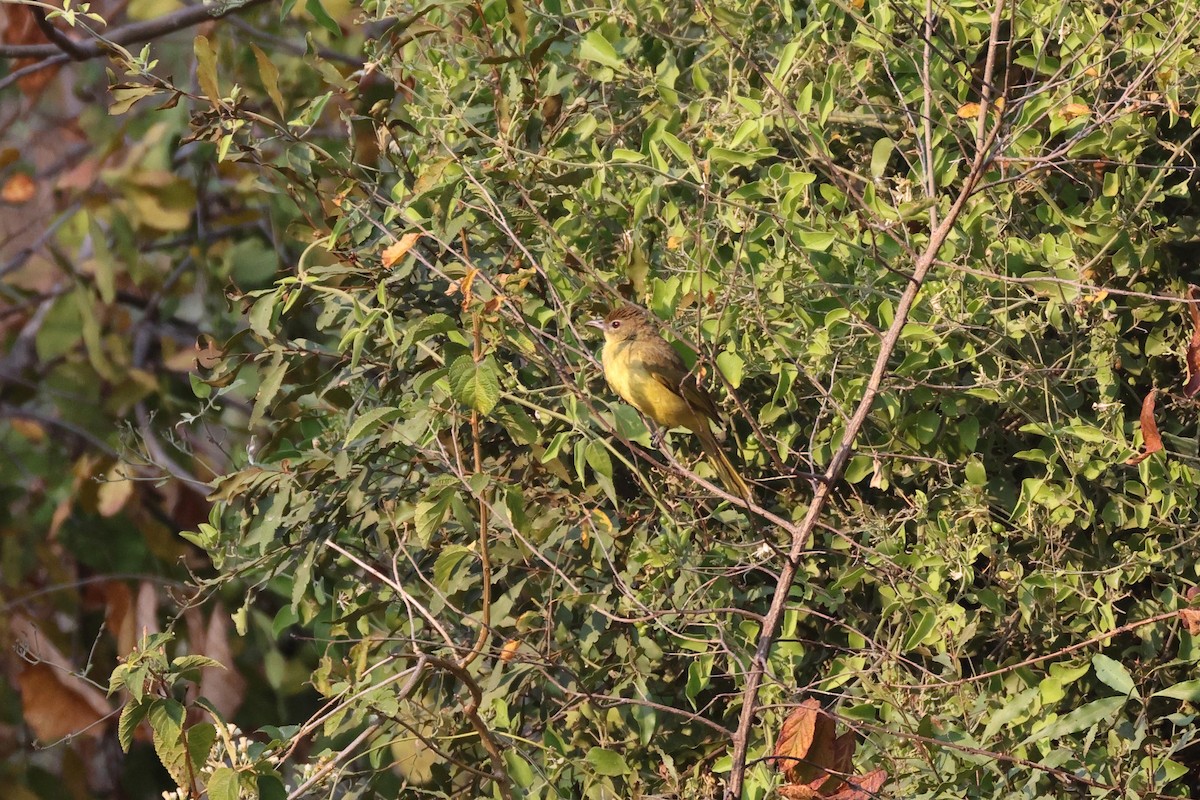 キバラアオヒヨドリ - ML646828642