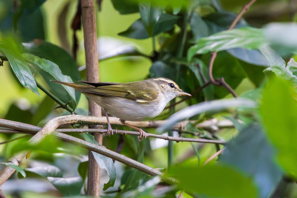 Two-barred Warbler - ML646828644