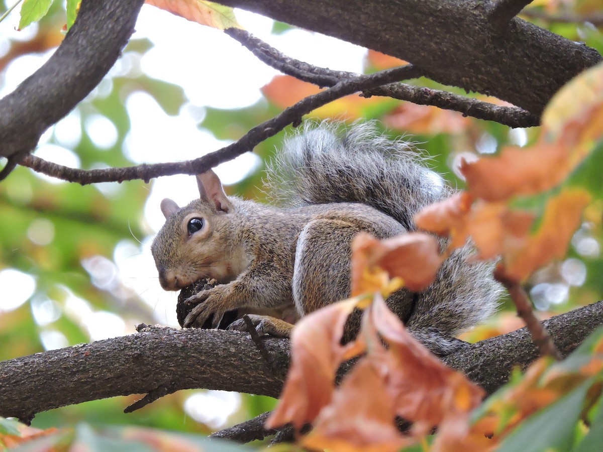 トウブハイイロリス - ML646828645
