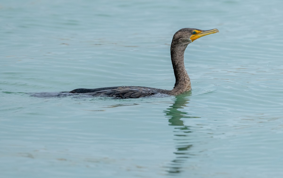 ミミヒメウ - ML646828646