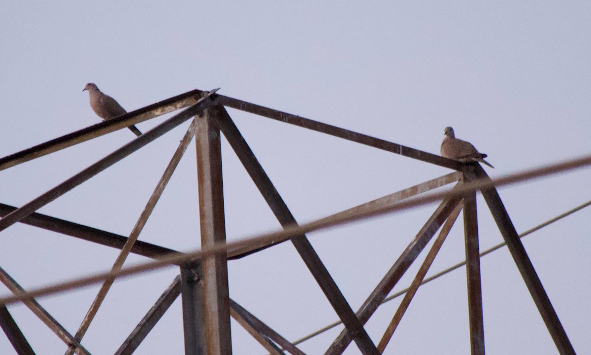 תור צווארון - ML646828647