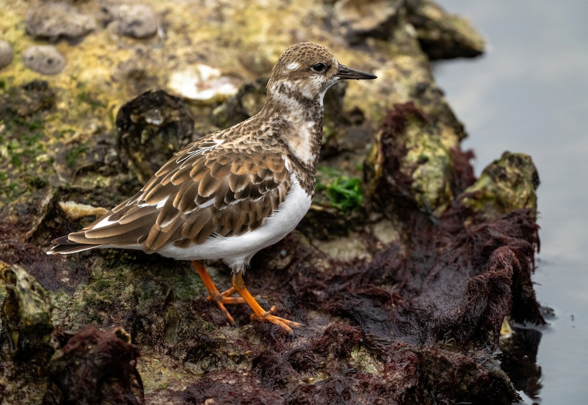 キョウジョシギ - ML646828648