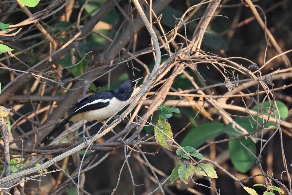 スズゴエヤブモズ - ML646828650