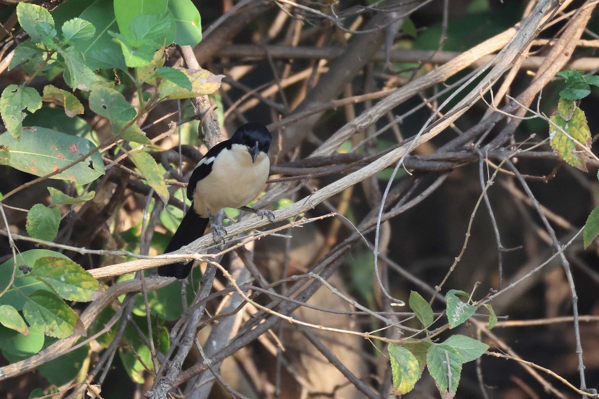 スズゴエヤブモズ - ML646828651