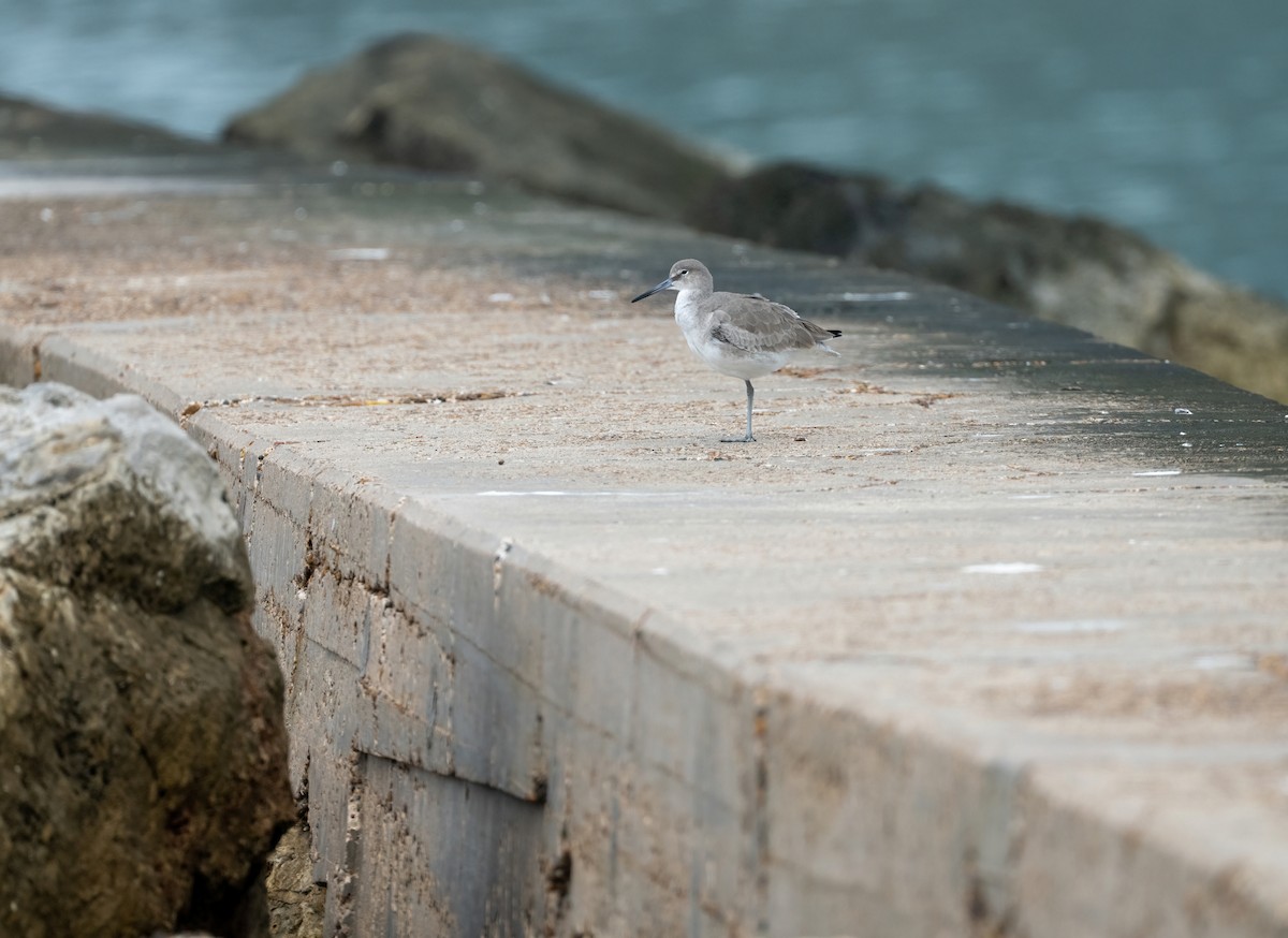 ハジロオオシギ - ML646828652