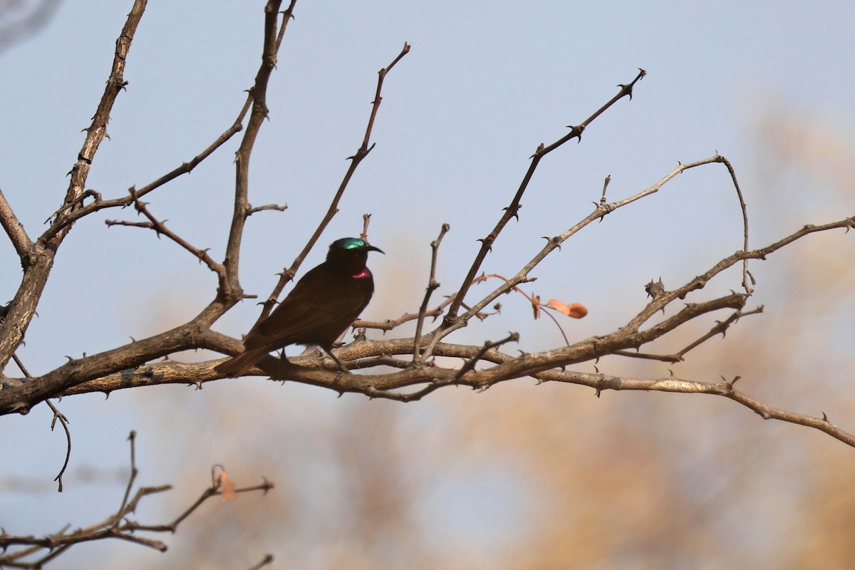 アメシストタイヨウチョウ - ML646828653