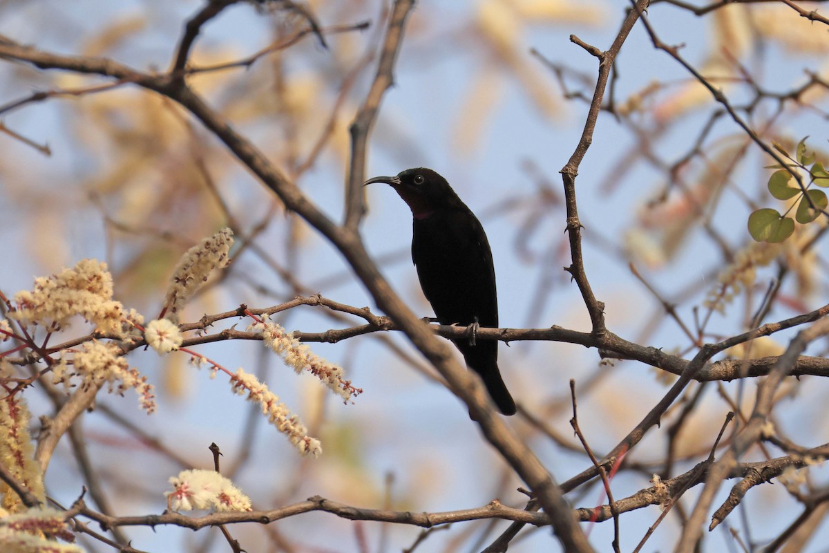 アメシストタイヨウチョウ - ML646828654