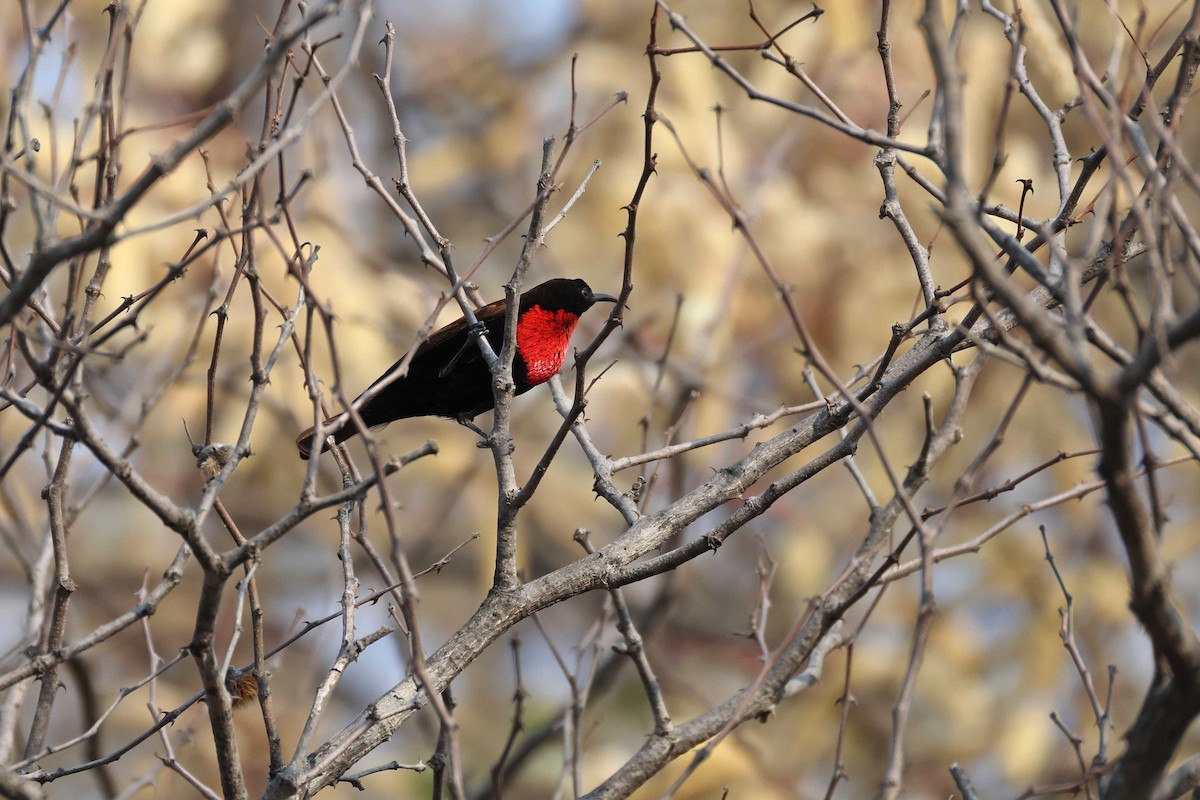 ヒムネタイヨウチョウ - ML646828655