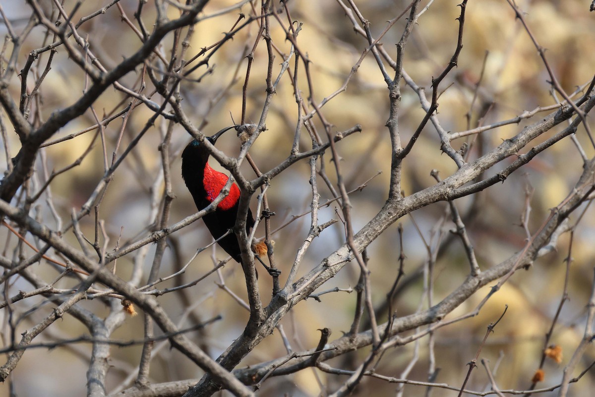 ヒムネタイヨウチョウ - ML646828656