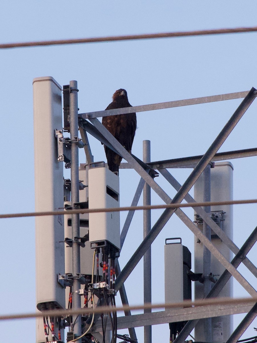 Беркут - ML646828657