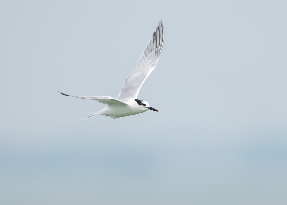 Sandwich Tern - ML646828658