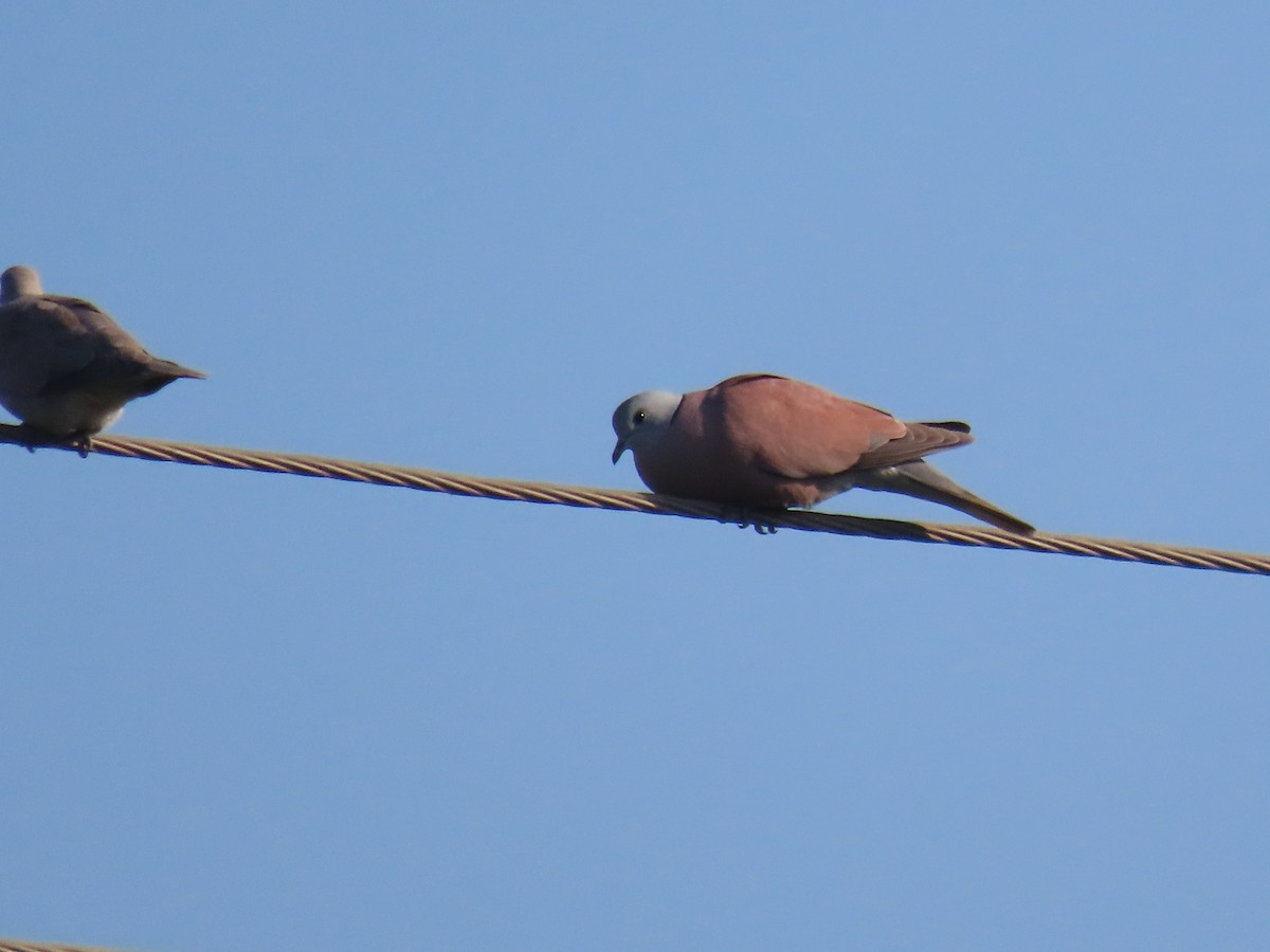 Red Collared-Dove - ML646828659