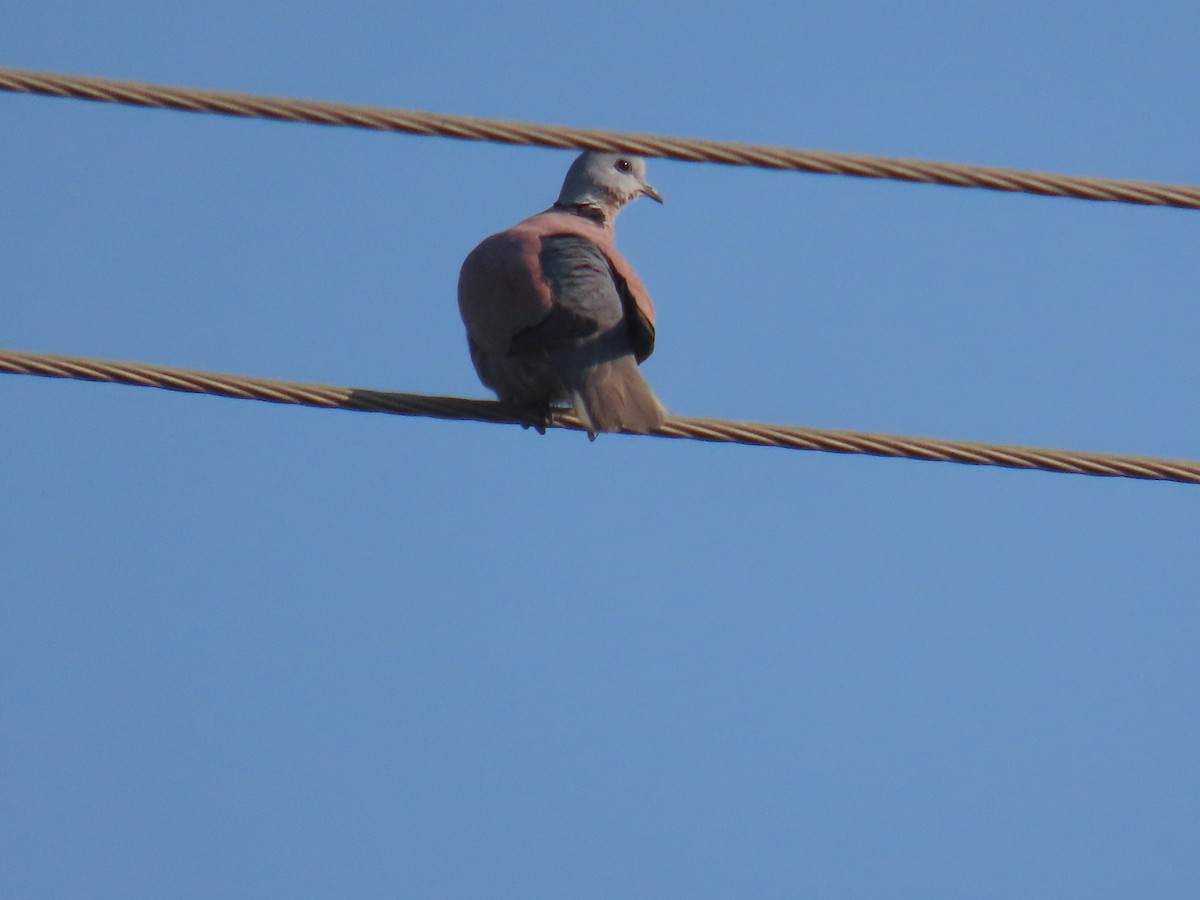 Red Collared-Dove - ML646828661