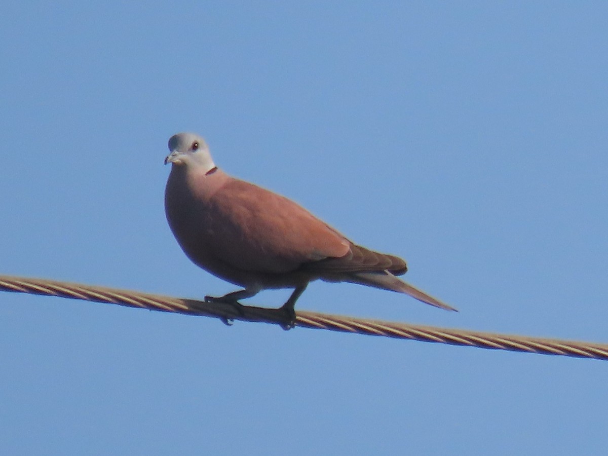 Red Collared-Dove - ML646828662