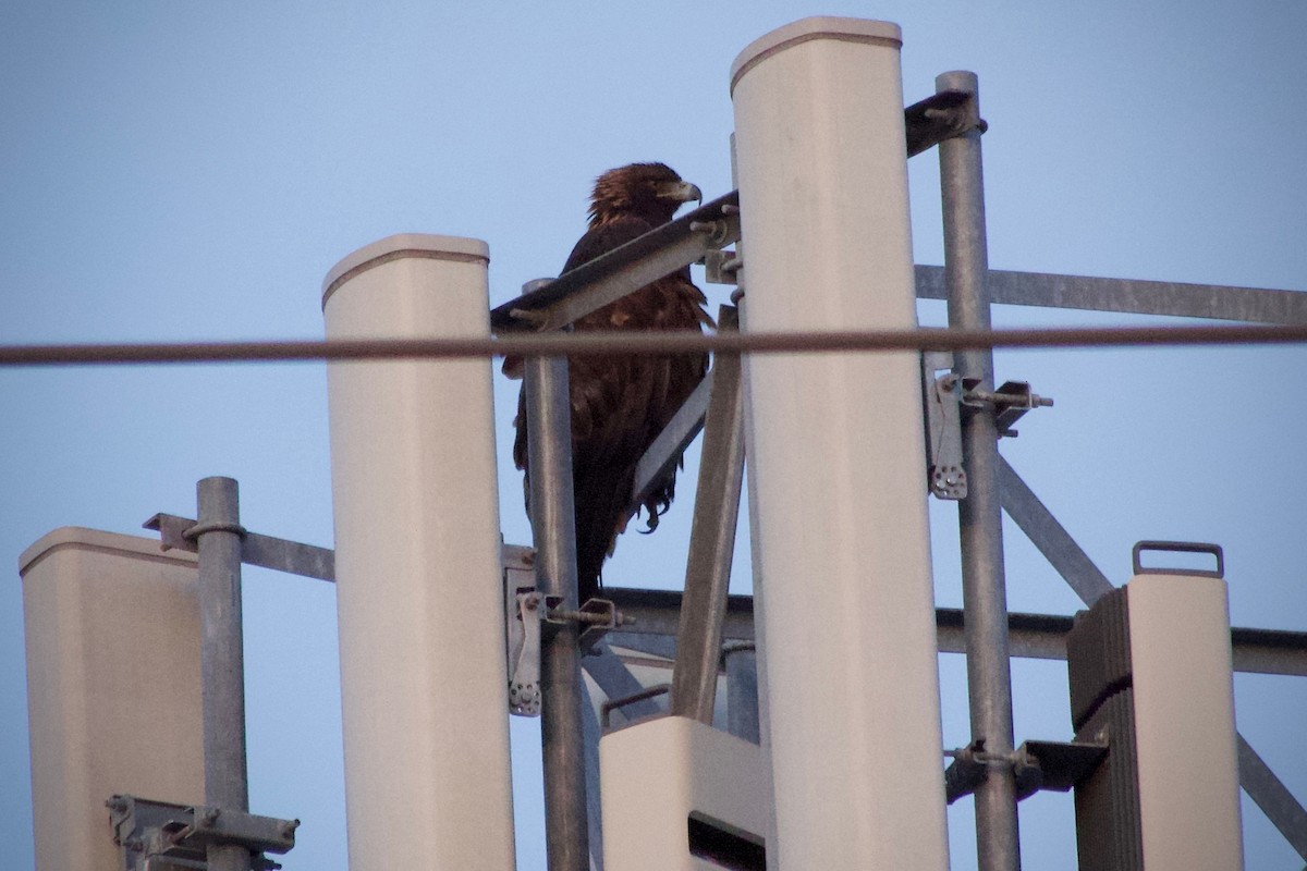 Беркут - ML646828665