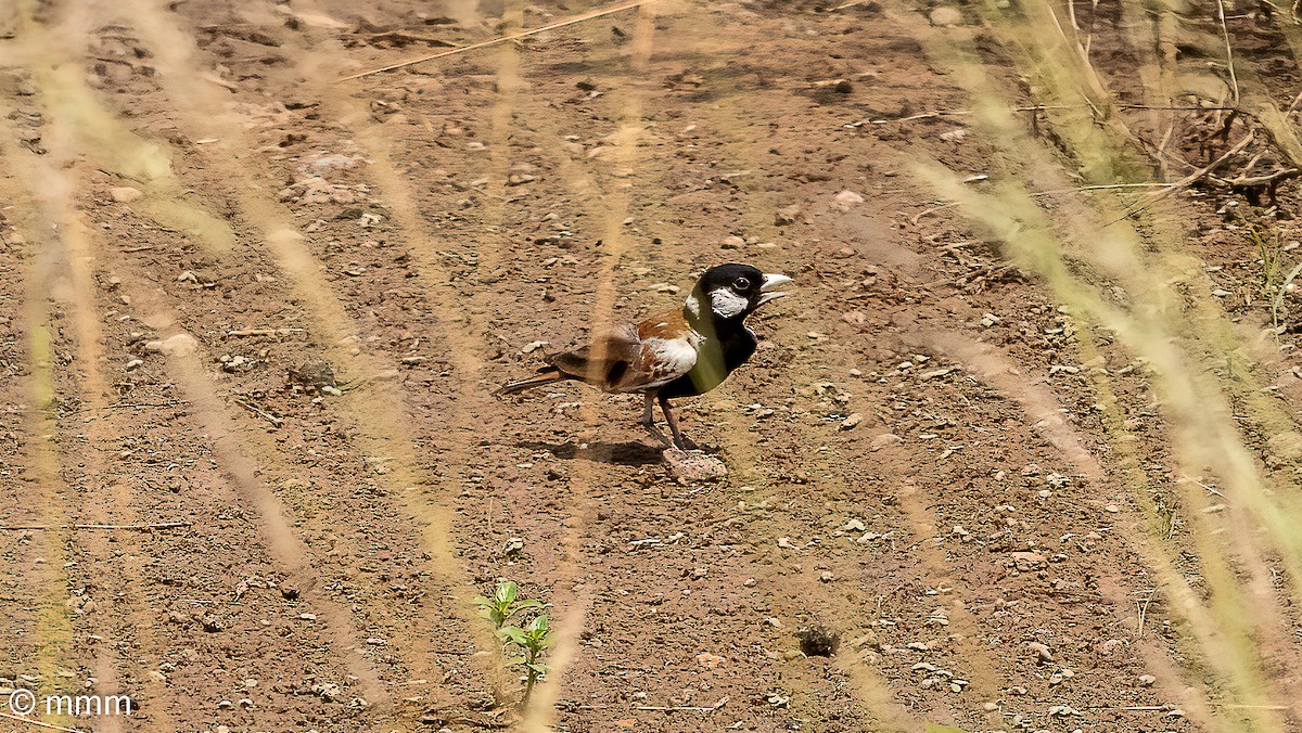 skřivan bělouchý - ML646828666