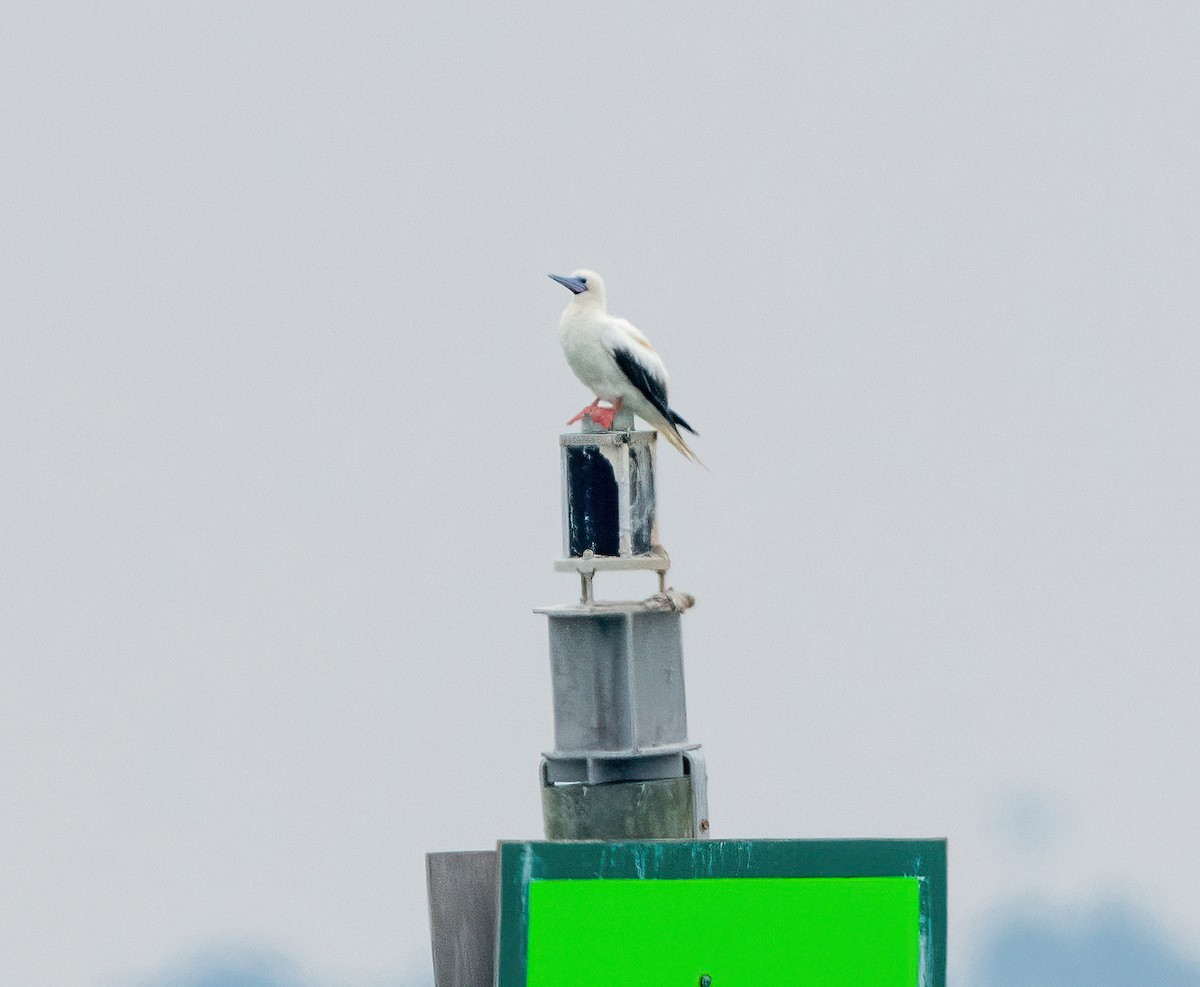 Красноногая олуша - ML646828667