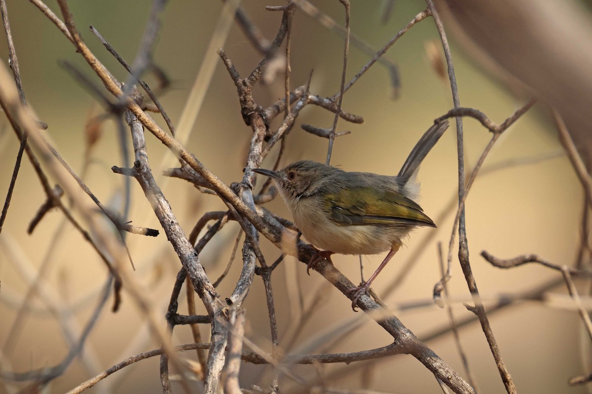 Green-backed Camaroptera - ML646828668
