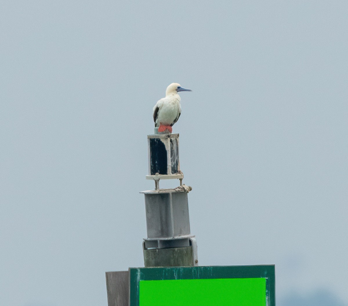 Красноногая олуша - ML646828669