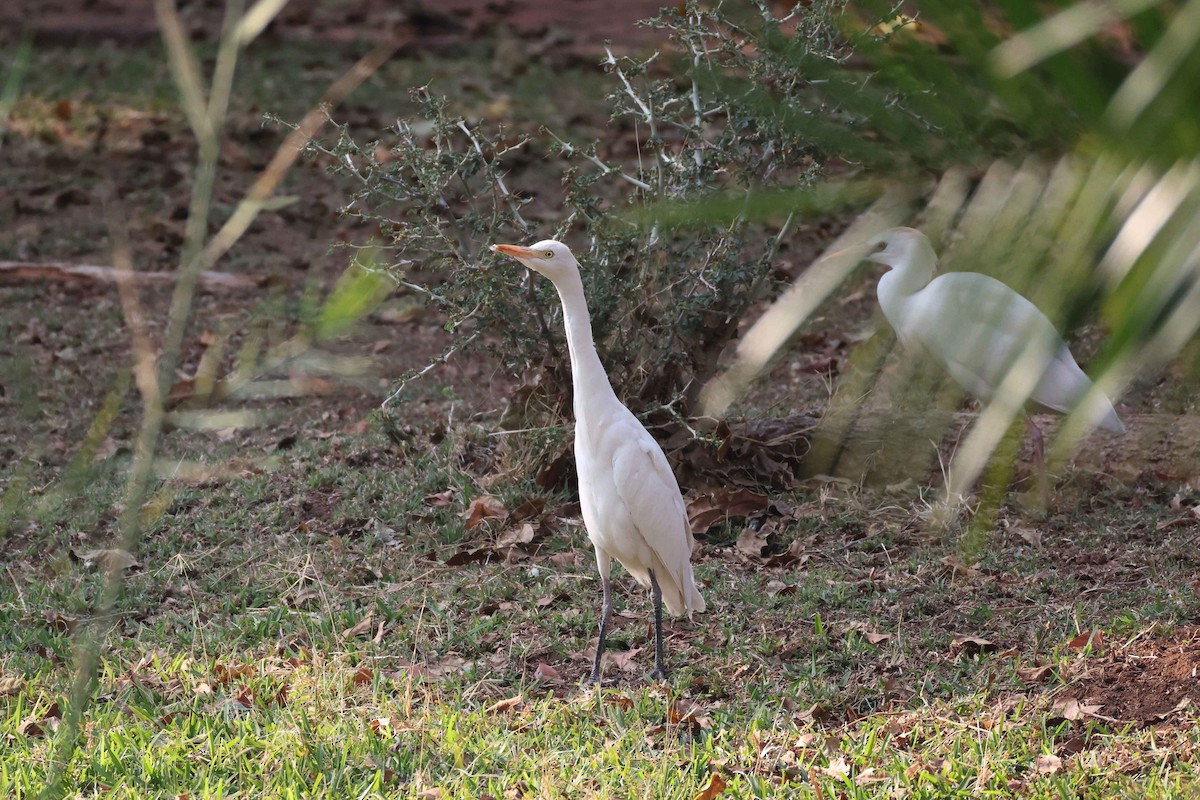 Western Cattle-Egret - ML646828670