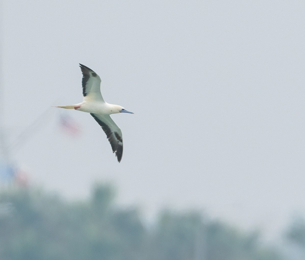 Красноногая олуша - ML646828672